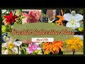Our orchid collection tour  march 2024