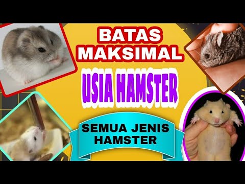 Video: Siapa gerbil yang hidup paling lama?