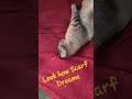 # cat #cutr