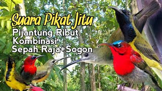 SUARA PIKAT PIJANTUNG RIBUT KOMBINASI SEPAH RAJA+SOGON. PALING JITU..