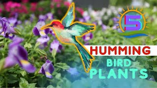 5 Hummingbird Attracting Plants  for Your Garden