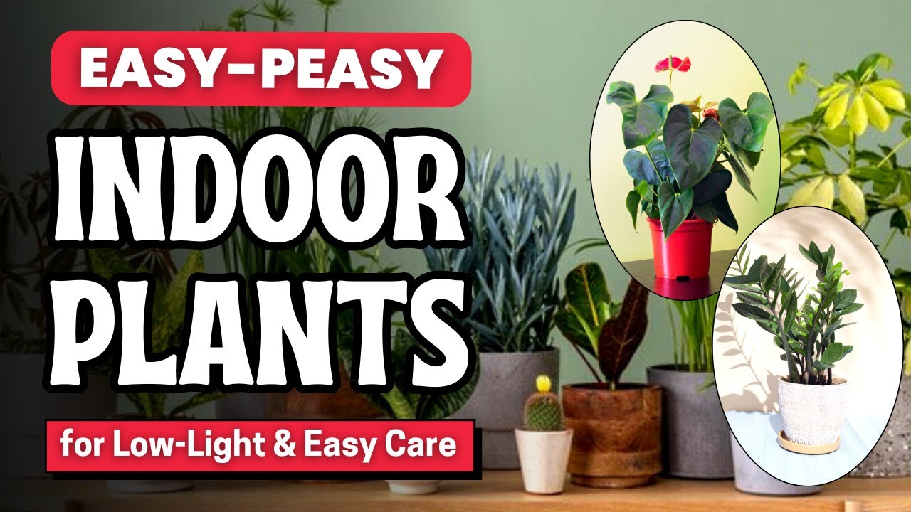 croton indoor plant Croton Petra Houseplant with Planter - Medium (8