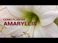 COMO PLANTAR AMARYLLIS