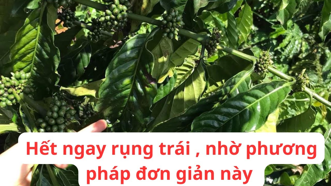 Cách hạn chế rụng trái vào đầu mùa mưa cho cây cà phê. #caphe #chamsoccaphe #bónphan