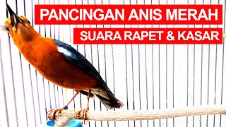 Hanya Butuh Sekian Menit ANIS MERAH Jantan Untuk Bunyi Ngeplong Dengar Suara Kicauan Rapet Kasar J0S