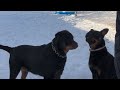 What Happens When Two Rottweilers Meet?!