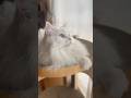 狩りがエレガントすぎる猫 #ショート #shorts #cats #cat #猫 #保護猫 #元野良猫 #cat #cats #catlover #catlife