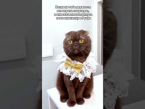 Мяукалка #питомцы #cat #веселыекоты #кот #прикольныекоты