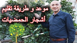 موعد و طريقة تقليم اشجار الحمضيات, تقليم اشجار الليمون, Trimming Citrus Trees