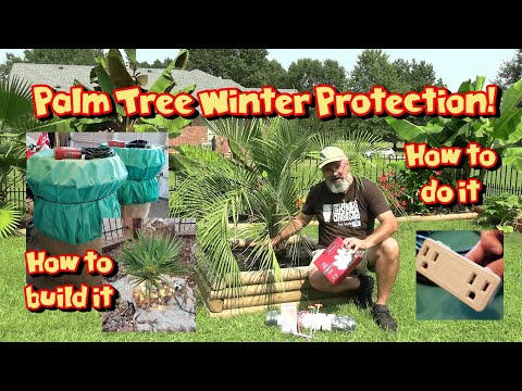 How to Protect Palm Trees from Cold 🌴 Building Winter Protection Barrels