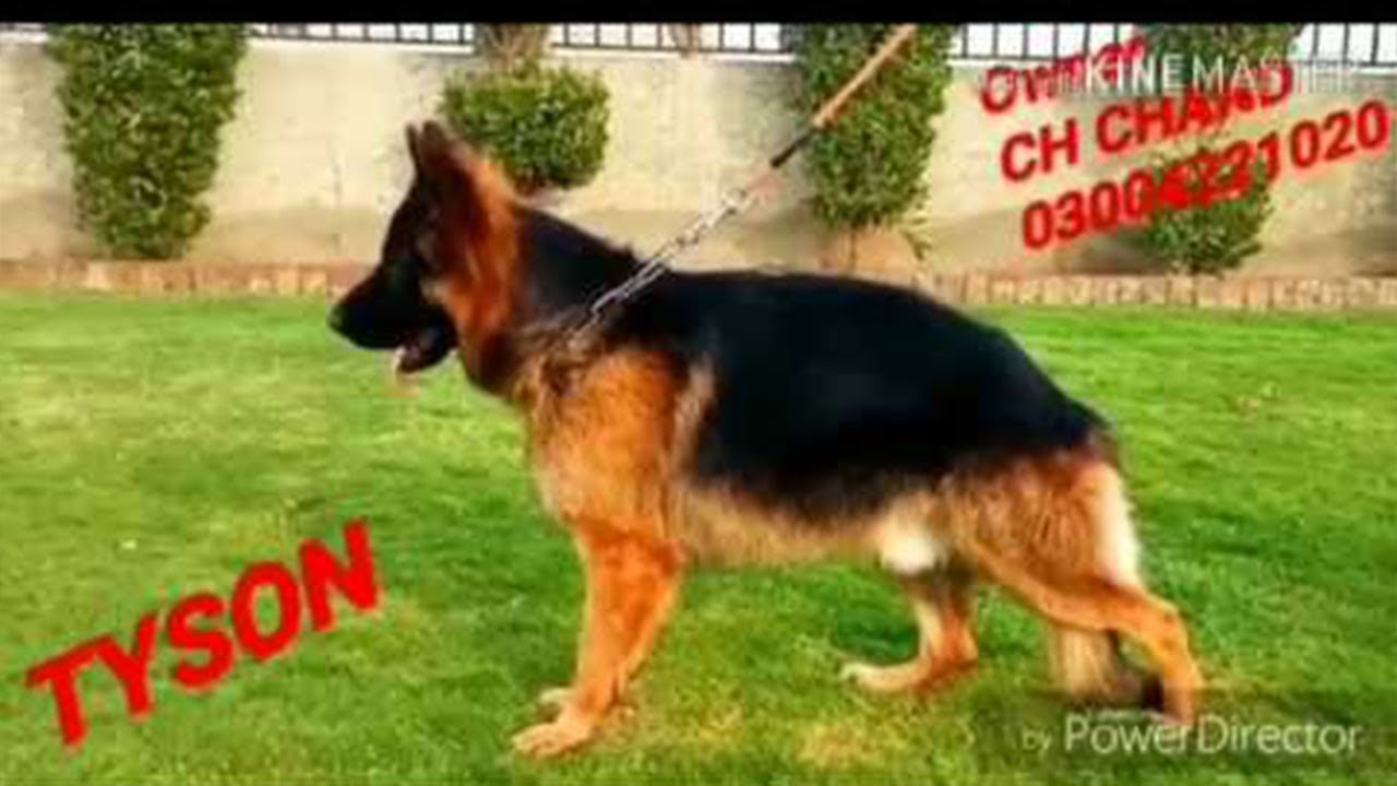 olx german shepherd price