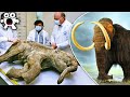 दुनिया को बचाने के लिए मैमथ को वापस लाना होगा|To Save The World Scientists AreBringingBackTheMammoth