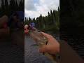 Walleye does a Dance: Canada Walleye Fishing!