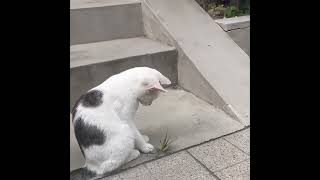 Cat and Praying Mantis Engage in a Playful Brawl