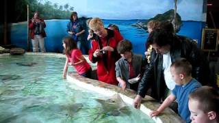 video - 20100331 - 001 - Matteo feeds the sting rays.AVI