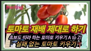 [Ko/En] #토마토농사 제대로 하기 #토마토재배 #토마토키우기 #텃밭토마토 #주말농장 #채소키우기 #농사 #토마토심는법 #토마토물주기 #토마토비료 #토마토지지대 #토마토곁순제거