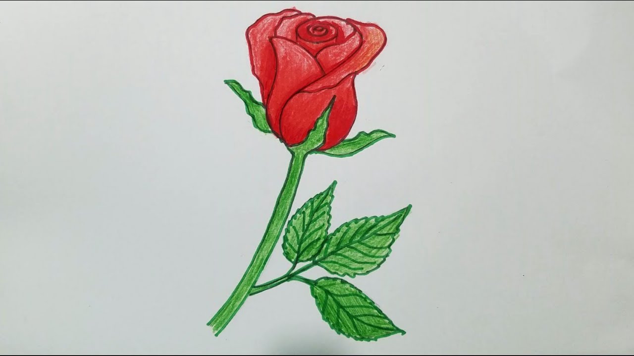 How To Draw Simple Rose - Youtube