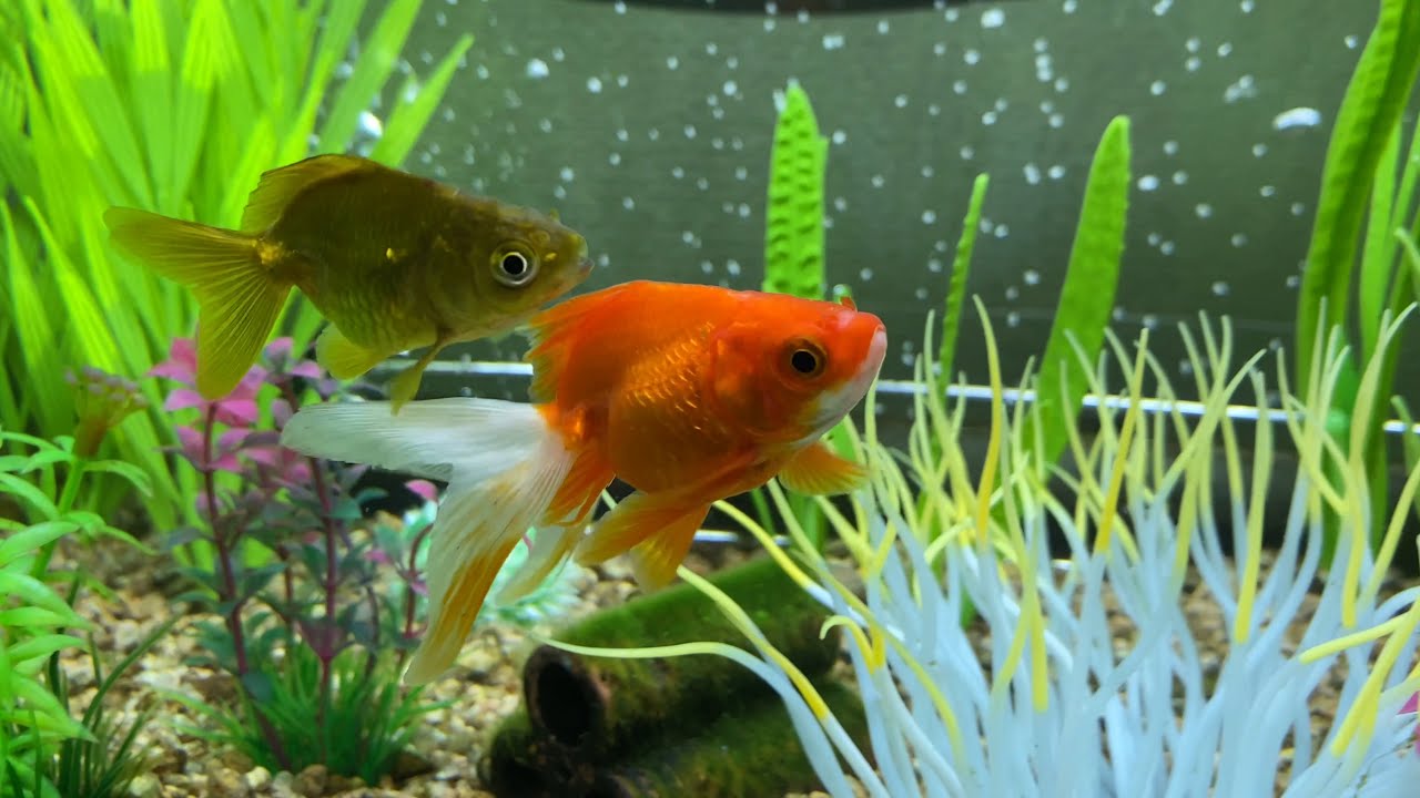 癒し金魚様 maxresdefault.jpg