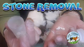 Guinea pig bladder stone removal with elderly Opal and Cavy Central