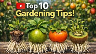 Home Garden Secrets 🌿 Grow Clove, Chili & Peppers in Pots Easily! #viral #shorts