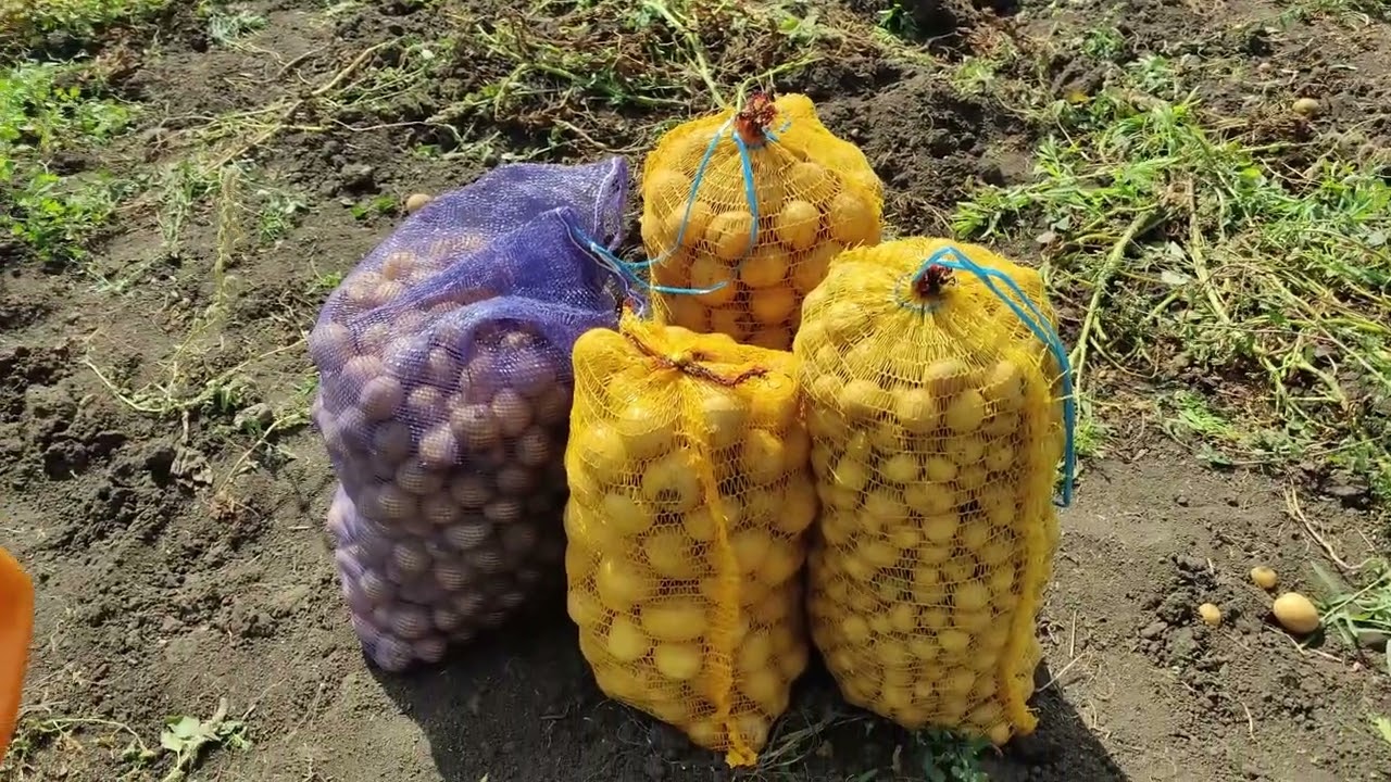 Unsere Kartoffelernte und die Lagerplätze # 25