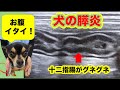 犬の膵炎