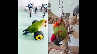 Swinging! #parrot #parrotshorts #macaw #africangreyparrots #pets #birds #swing #cute