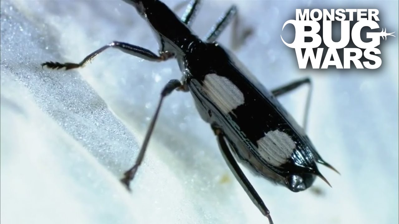 Crimson Legged Assassin Bug vs Domino Beetle | MONSTER BUG WARS