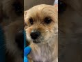 Super cute dog in the world👨‍❤️‍💋‍👨#shorts #dogs #shortsfeed
