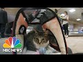 Pet Owners On Airlines Making It Harder To Travel With Emotional Support Animals | NBC News NOW