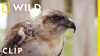 Glove training Maka'io, a Hawaiian hawk | Extraordinary Birder with Christian Cooper