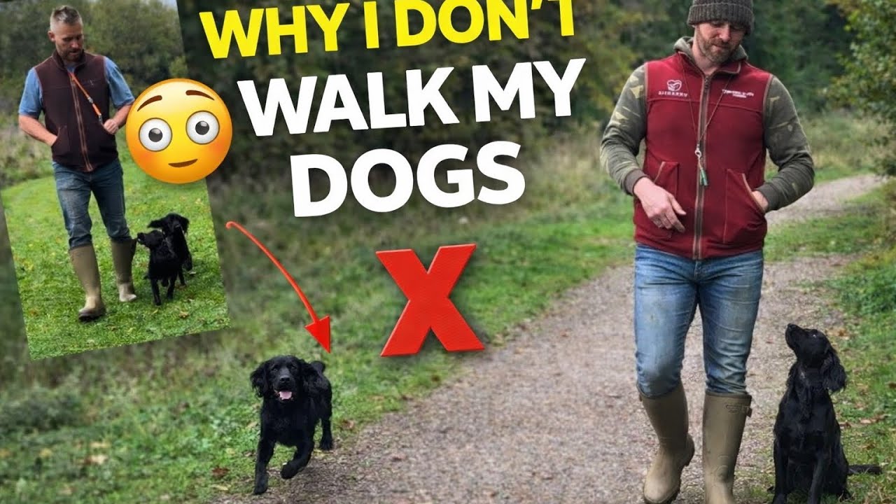 I Never Walk My Spaniels - An Explanation - YouTube