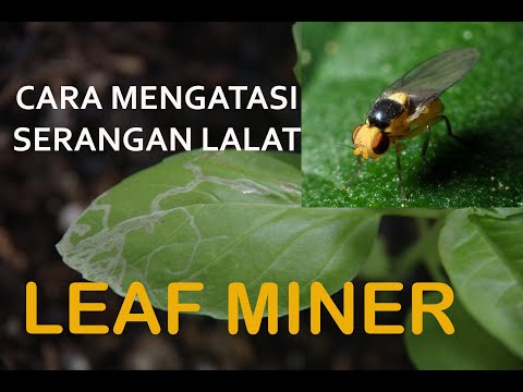 Video: Mengidentifikasi Penambang Daun Dan Metode Pengendalian Penambang Daun