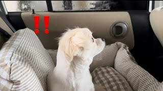 初めて洗車機を体験した犬が笑 by 犬のこっちゃん、猫のなっちゃん 1,350 views 3 weeks ago 3 minutes, 54 seconds