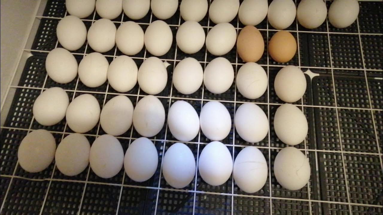 Куплю яйца кур для инкубатора
