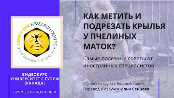 Как метить и подрезать крылья у пчелиных маток? Видеокурс Университета г.Гвелф (Канада)