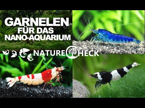 Garnelen fürs Nano Aquarium - 22 Arten im Überblick