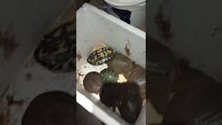 Wholesale Rescues @Sissy's Lake Spillway (Part 1)
