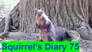Celebrity Observing Squirrel's Daily Life Activities and Behaviours. Squirrel's Diary 75 Wealth