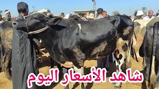 اسعار العجول البقري اللحم اليوم (سوق دمنهور للمواشي) السوق اليوم 9/23