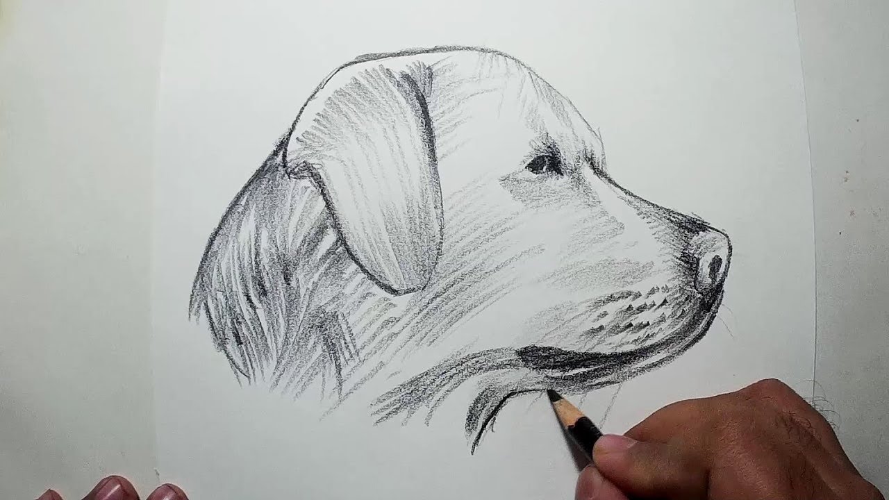 dog pencil sketch