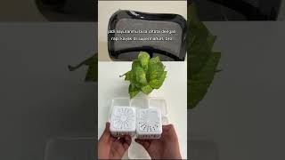 Container Box Super Jumbo Yuk Samaan Order Di Wa Admin62 85282717775