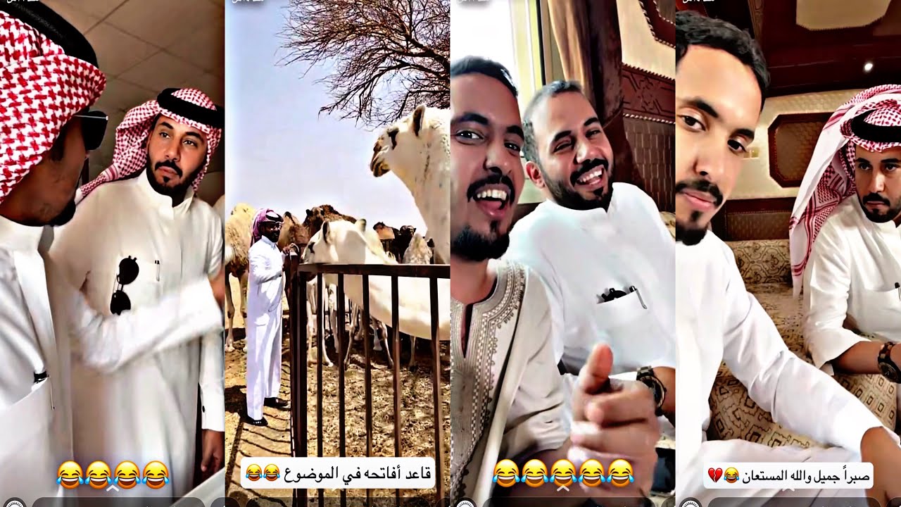 مخلد مع ابو حشر وبدر عند الابل 😂🤣