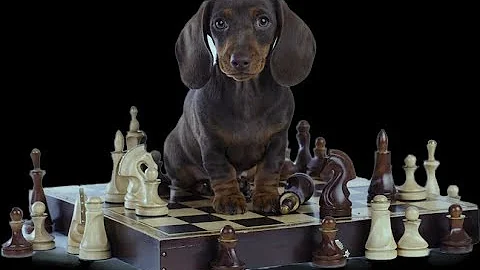 Zak George’s Dog Training Revolution  - How To Train Your Dog To STOP SNAPPING at People