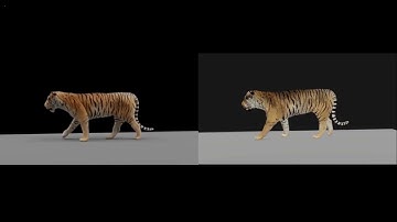 blender tiger walk  cycles vs eevee