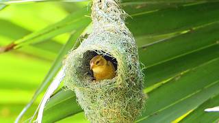 Incredible site construction  Golden Bird Weaving Grass into Nest Bird Architect  Ep145