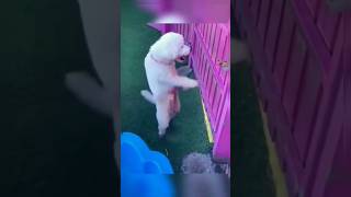 Funny dancing dogs 🐕😂 #dogs #pets #funnydogs
