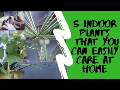वीडियो: अर्डिसिया (27 तस्वीरें): घर पर एक फूल की देखभाल, एक प्रकार का इनडोर प्लांट अर्डिसिया क्रेनेट या क्रेनाटा, बीज से बढ़ रहा है