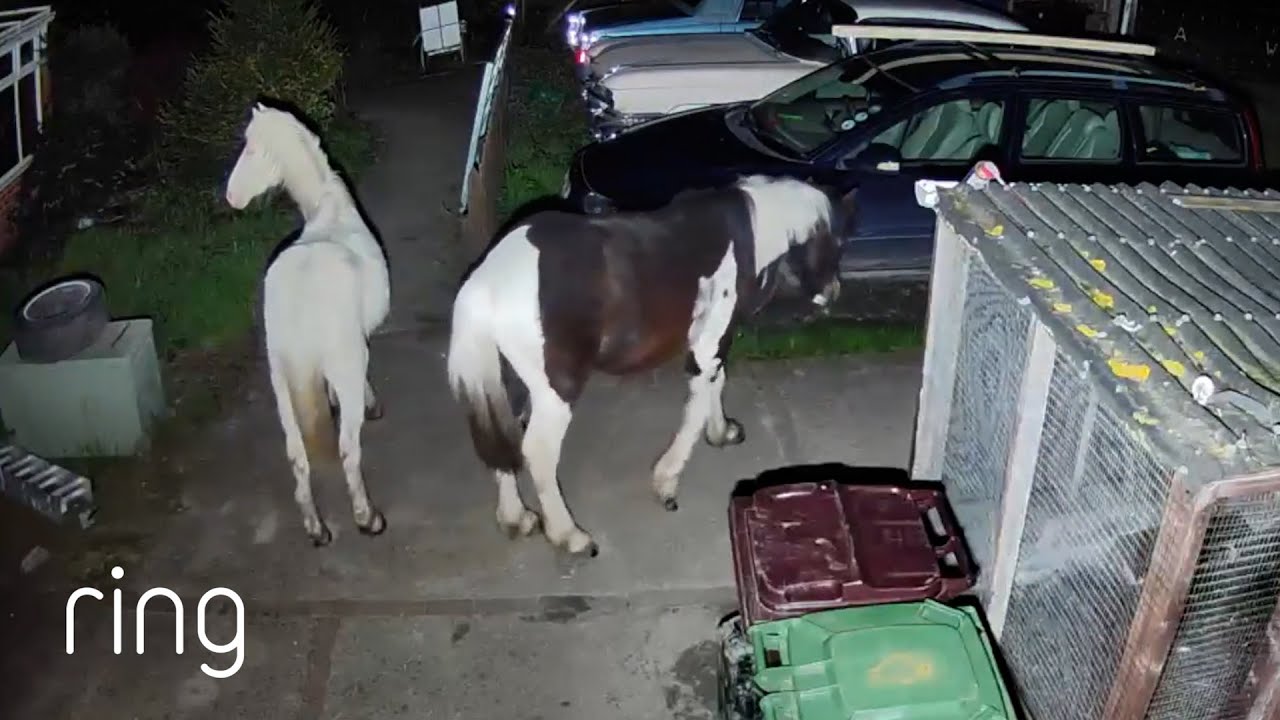 “Naughty” Horses Wander Into Driveway RingTV YouTube