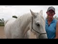 'Stunt horse deluxe': Meet the Colo. horse that appears on the Broncos' jumbotron